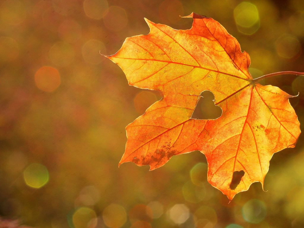 Blatt im Herbst GGS Walheim