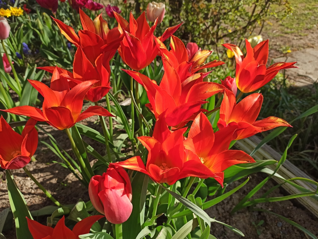 Die Blumenbeete in voller Pracht!